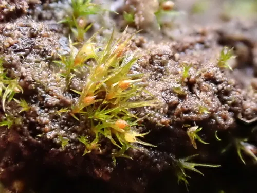 Delicate Earth-moss