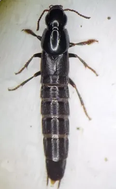 Quedius curtipennis thumbnail 4