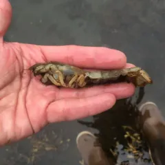 Blue Mud Shrimp thumbnail 1