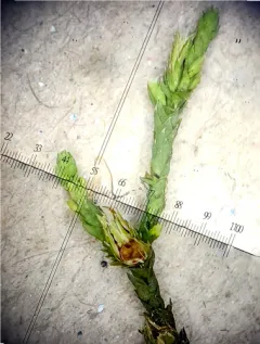 Green Hoar-moss thumbnail 3