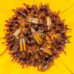 Brown-bordered Sunflower Blister Beetle thumbnail 2