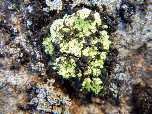 Alpine Dot Lichen