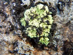 Alpine Dot Lichen thumbnail 1