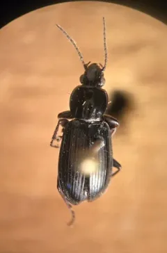 Pterostichus patruelis thumbnail 1