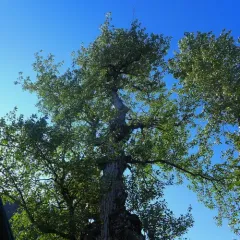 black cottonwood thumbnail 2