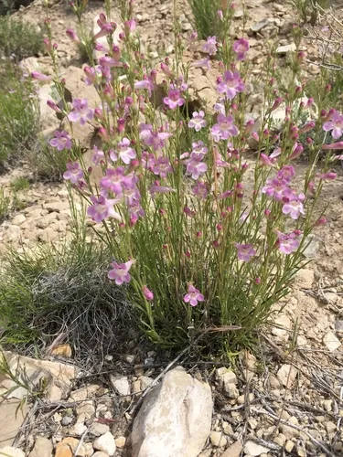 Larchleaf Beardtongue