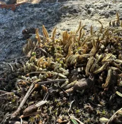 dense spikemoss thumbnail 4