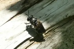 Long-horned Ant Fly thumbnail 3