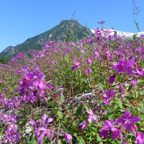 Dwarf Fireweed