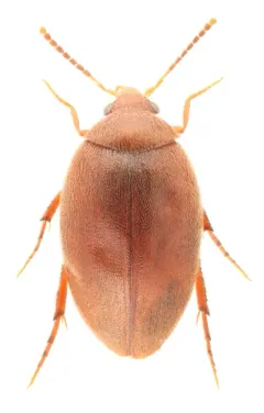 Punctured Plate-thigh Beetle thumbnail 2