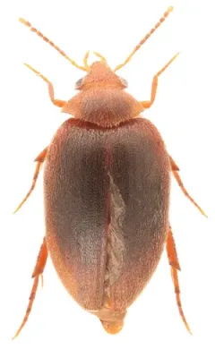 Nycteus oviformis thumbnail 2