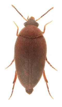 Eucinetus morio thumbnail 2