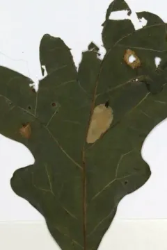 Phyllonorycter fitchella thumbnail 4