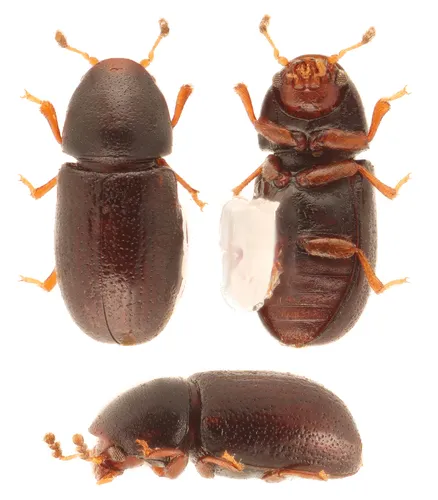 Ceracis singularis