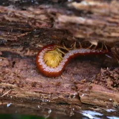 Thorn-tailed Bark Centipede thumbnail 4