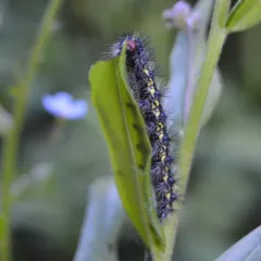 Police Car Moth thumbnail 3