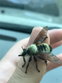 Laphria champlainii thumbnail 4
