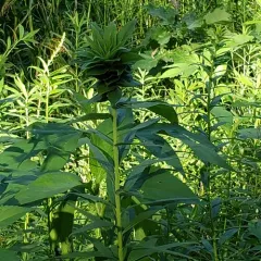 Goldenrod Bunch Gall Midge thumbnail 2