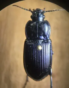 Myas coracinus thumbnail 4