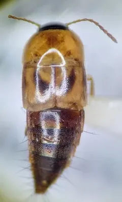 Tachyporus lecontei thumbnail 2