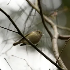 Hutton's Vireo thumbnail 1