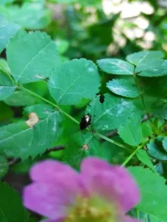 Altica probata thumbnail 3
