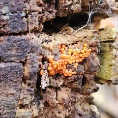 salmon-eggs thumbnail 2