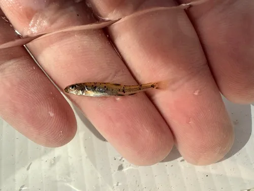 Shoal Chub
