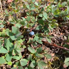bog bilberry thumbnail 4
