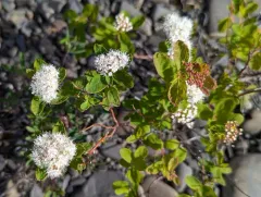 Steven's Spirea thumbnail 4