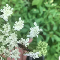 Ichneumon annulatorius thumbnail 4