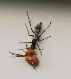 Agenioideus humilis thumbnail 4