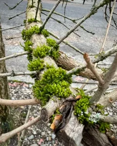 Showy Bristle Moss thumbnail 3