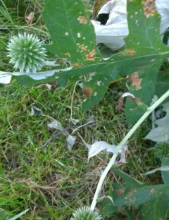 Blue Globe-thistle thumbnail 4
