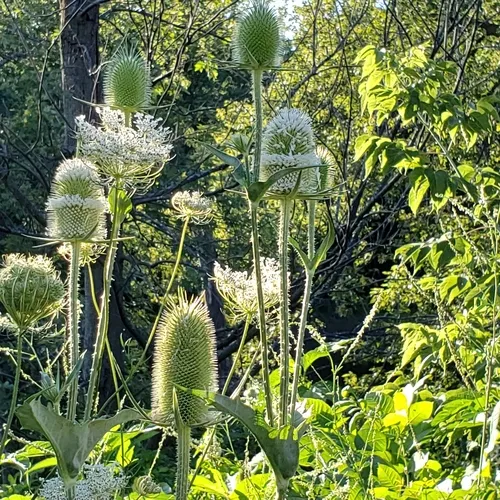 cutleaf teasel