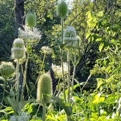 cutleaf teasel thumbnail 1