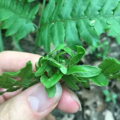 Knotting Gall thumbnail 4