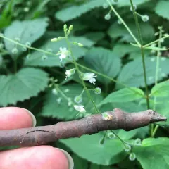 broadleaf enchanter's nightshade thumbnail 4