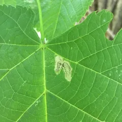 Stigmella argentifasciella thumbnail 2