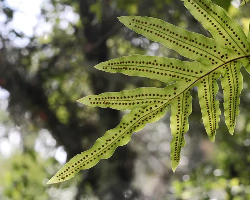 golden polypody