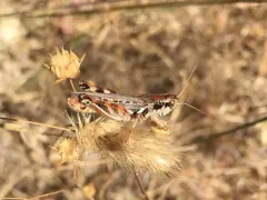 Devastating Grasshopper thumbnail 3