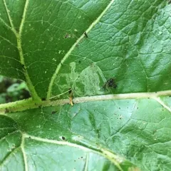 Burdock Leafminer thumbnail 2