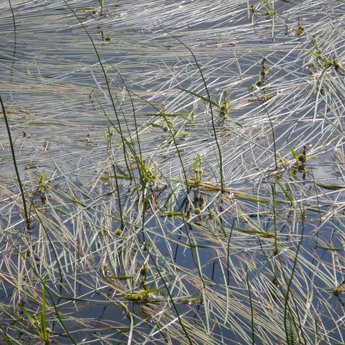 Narrow-leaved Bur-reed