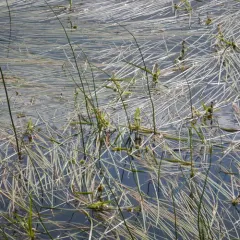 Narrow-leaved Bur-reed thumbnail 1