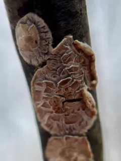 Cylindrobasidium evolvens thumbnail 4
