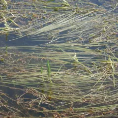 Common Mare's Tail thumbnail 4