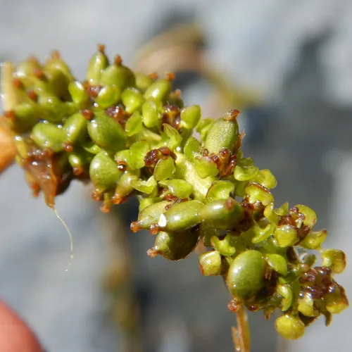 white-stemmed pondweed