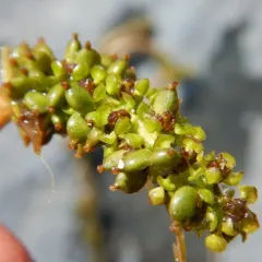 white-stemmed pondweed thumbnail 1