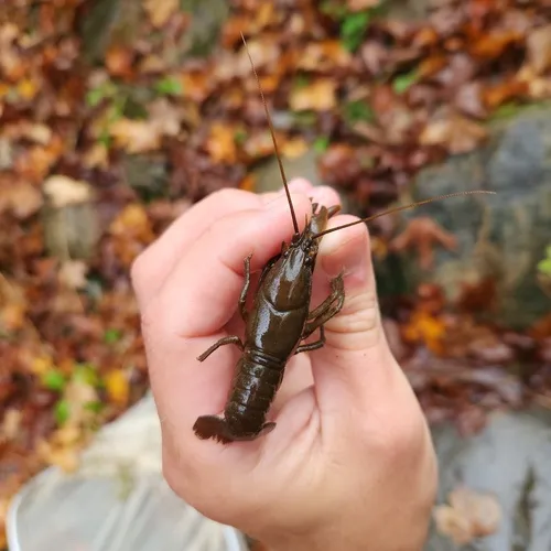 Eastern Crayfish