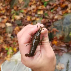 Eastern Crayfish thumbnail 1